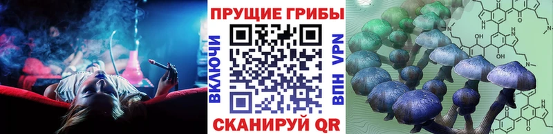 Псилоцибиновые грибы Cubensis  Кисловодск 